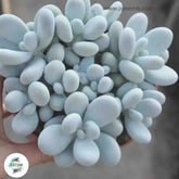 Pachyphytum oviferum / 40 seeds (Moonstones)